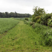 Photograph of 4 m field margin and perennial border