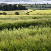 Photograph of barley fields at Balruddery