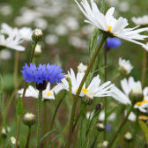 Photograph of ox-eye daisy and cornflower (Living Field collection)