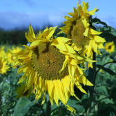 Photograph of sunflowers on the Mylnefield farm