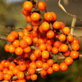 Photograph of sea buckthorn berries