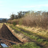 Photograph or planted hedge by a farm track