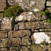 Photograph of an old drystane dyke with moss and lichen