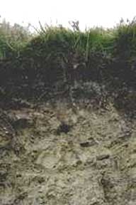 Peaty Gley soil profile