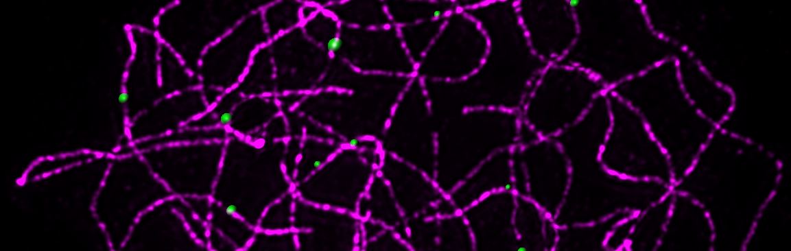 Barley wild-type cell showing crossovers on paired chromosomes (Isabelle Colas)