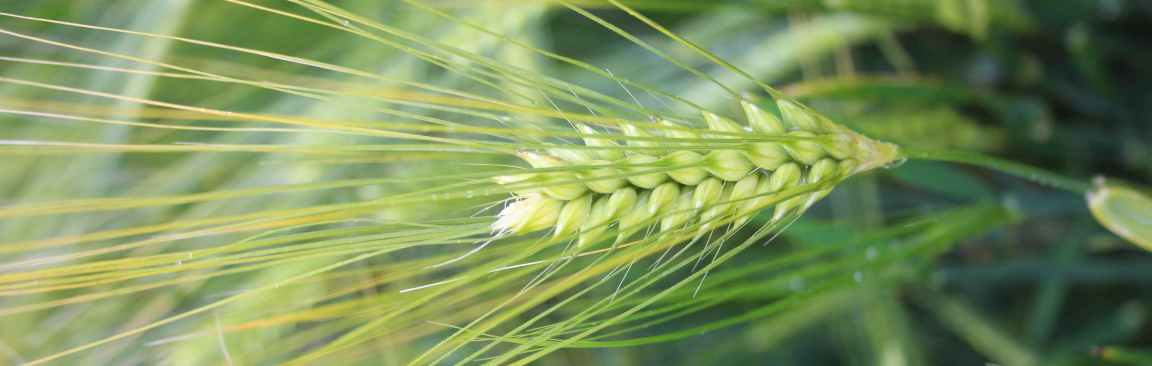 An image of barley crops