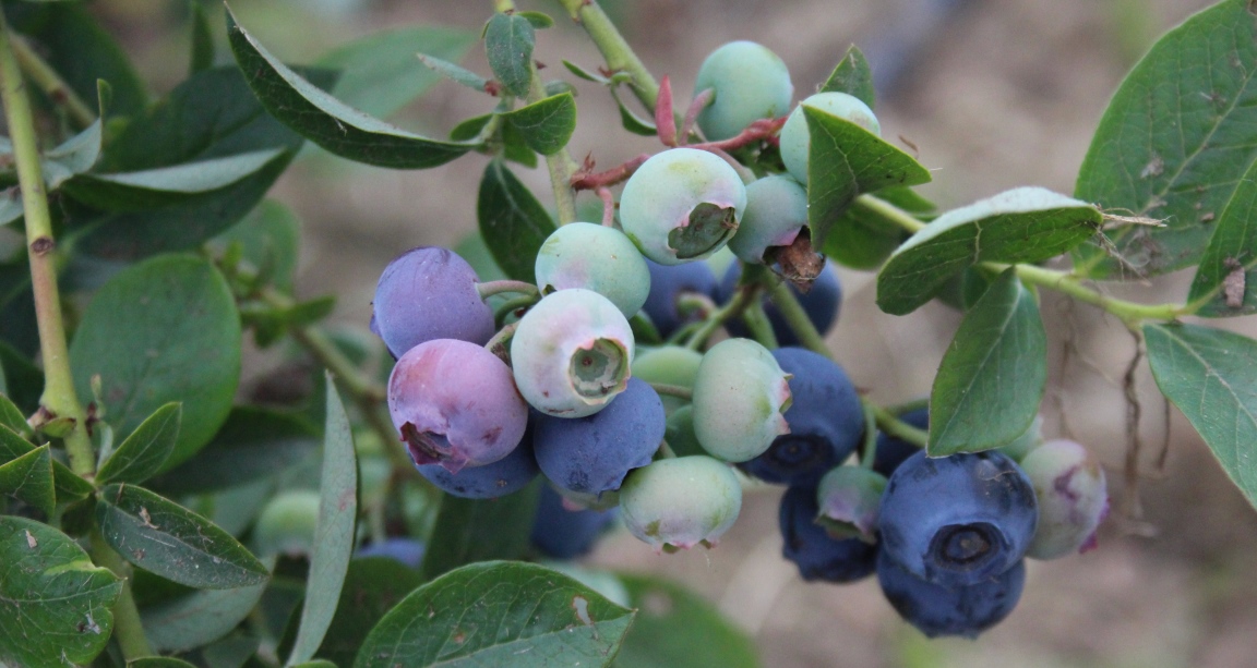 Blueberries in bush (c) James Hutton Institute