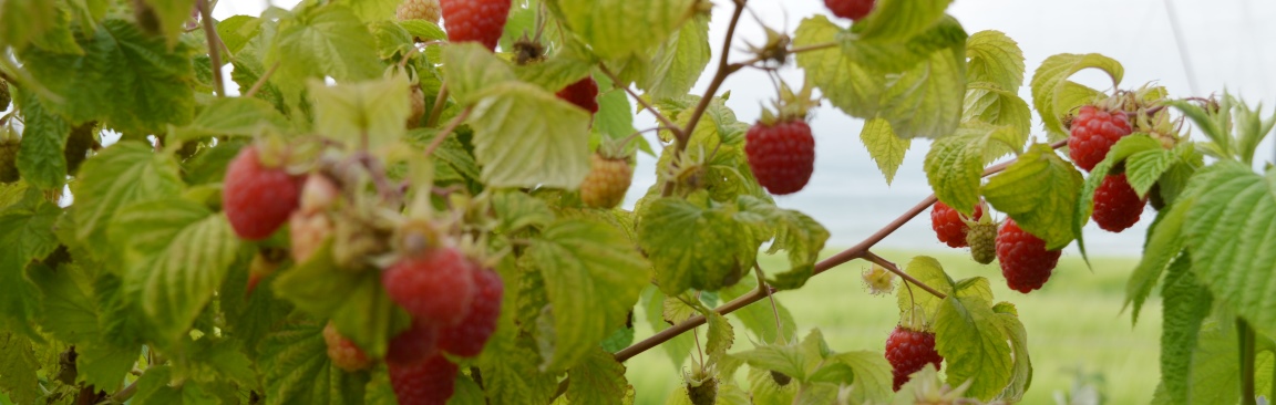 Image of raspberry bushes