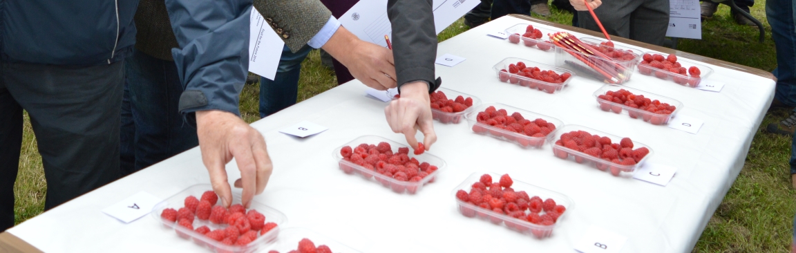 FFF is the James Hutton Institute's long-running soft fruit themed event