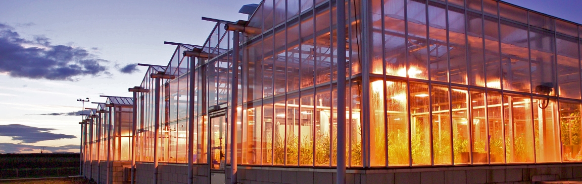 Dundee glasshouses, James Hutton Institute