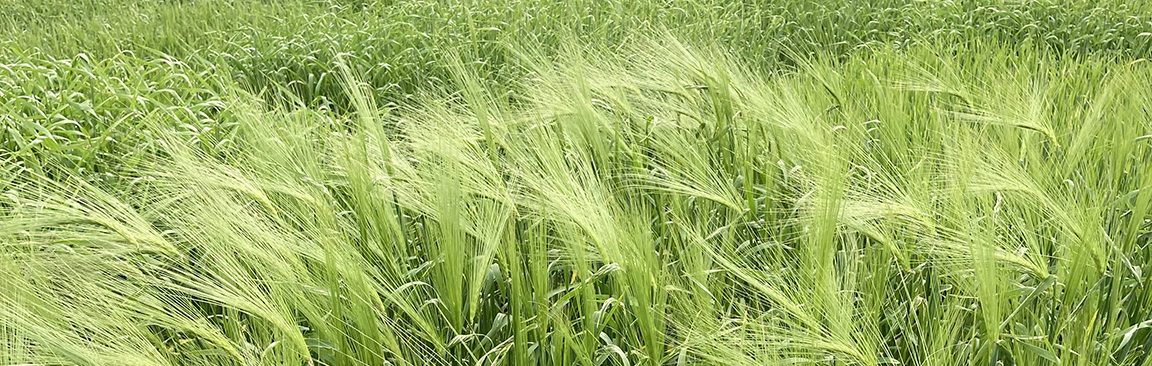 Bere Unst barley 