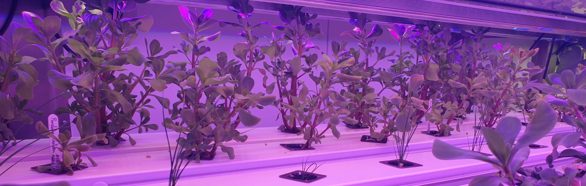 Liberty Produce's TCEA tech will support Singapore's vertical farming capability