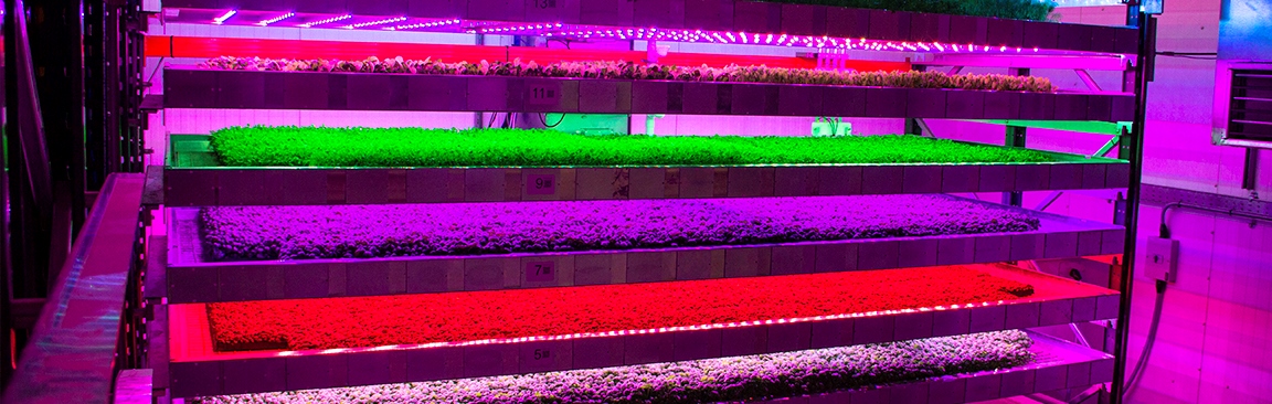 IGS Ltd's vertical farm at our Dundee site