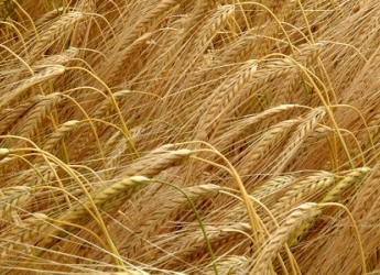 An image of barley crops