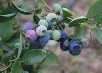 Blueberries in bush (c) James Hutton Institute