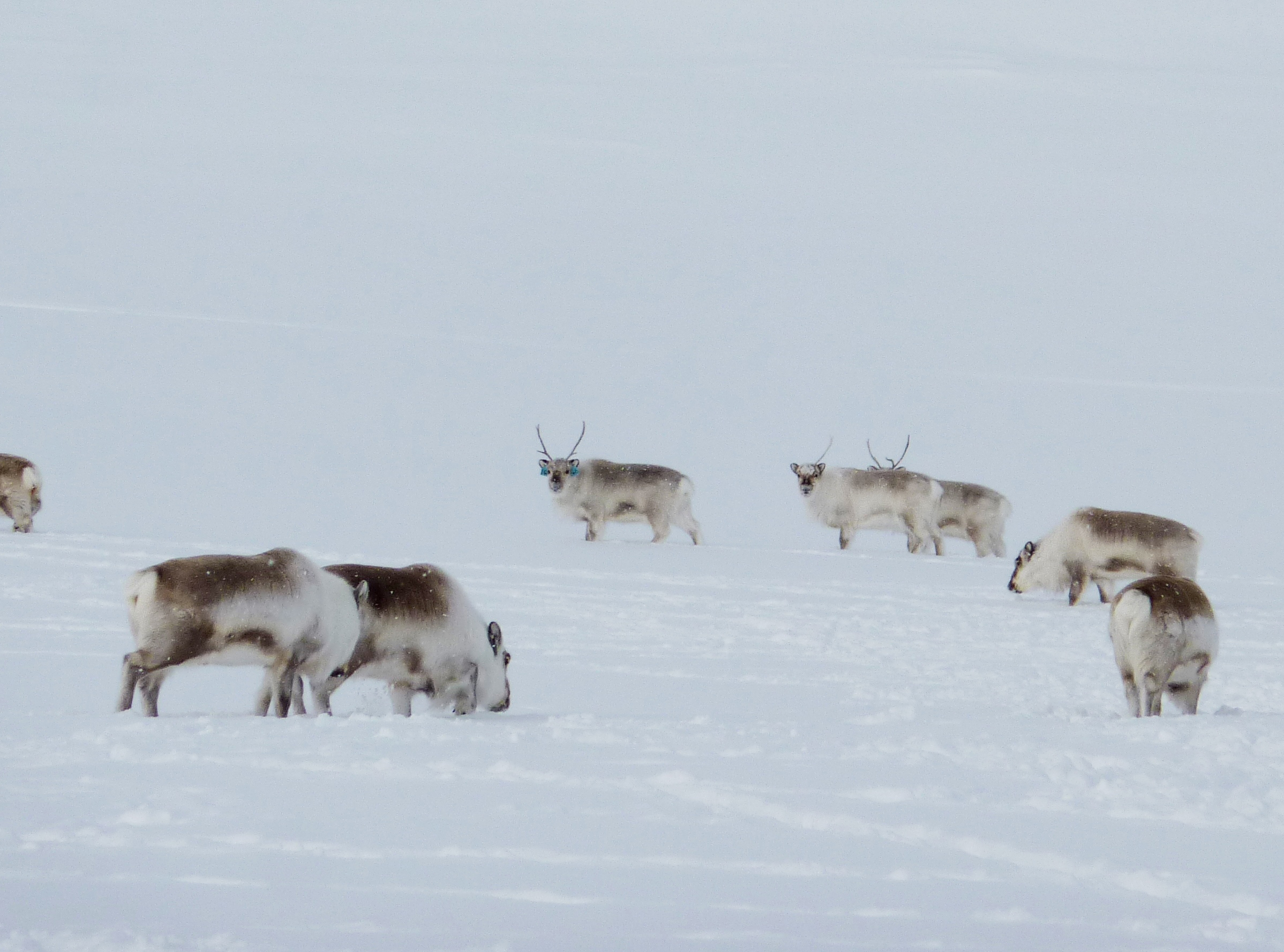 Reindeer able to maintain circadian rhythm in total light or darkness 