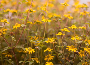 Daisies at Duthie Park, Aberdeen (Photo by Seema Miah/Unsplash)