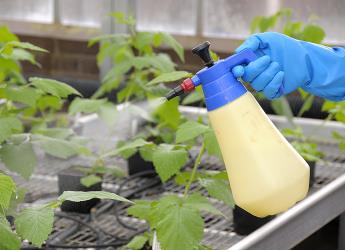 Spraying plants at glasshouse (c) James Hutton Institute