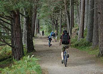 Bikers and walkers on forest path © P. Dennis