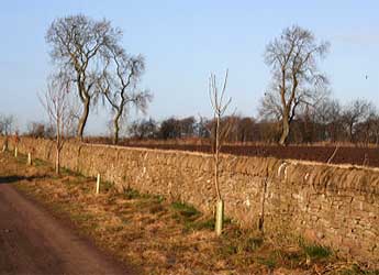 Photograph of a drystane dyke