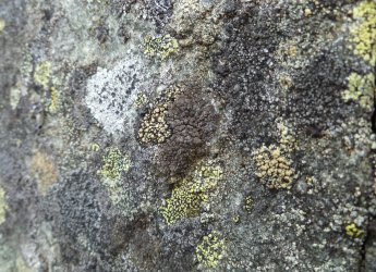 Lichen on a rock