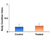 Figure 1B - The effects of parasite reduction on body condition