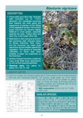 Lichen guide sample page