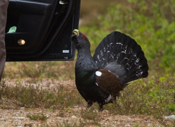 Photograph of a Capercaillie (Tetrao urogallus)