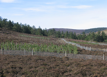 MOORCO experimental plots