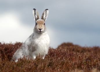 Photograph of a mountain hare in winter colours