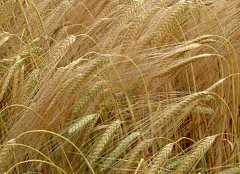 Photograph of barley growing in a field