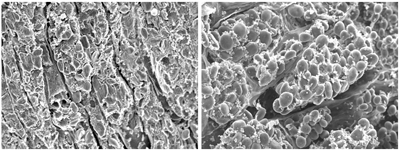 Scanning electron microscope images of barley grain