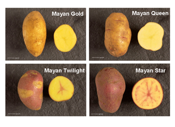 Photograph of the Mayan potato varieties, Gold, Twilight, Queen and Star