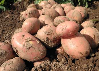 Photograph of potatoes just dug from a field