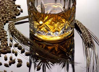 Photograph of a glass of whisky and ears of barley