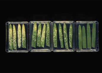 Yeast-derived elicitor treatments controlling mildew on barley