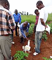 Field training in testing for bacterial wilt in Malawi