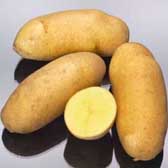 Mayan Gold potatoes