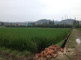 An image of a paddy field used in the CZO project