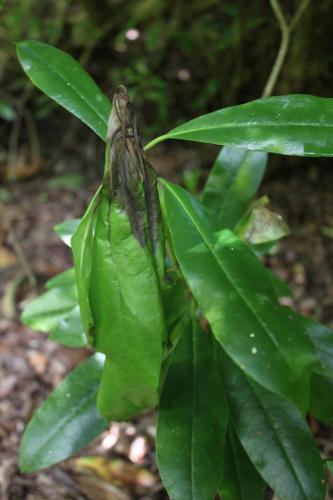 Phytophthoras kernoviae infected shrub in Aryshire, Scotland.