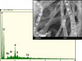 Image from Secondary Electron Imaging