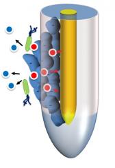 Figure 1: The thin layer of soil surrounding plant roots (Rhizospehre) is the site of various biological, physical and chemical processes