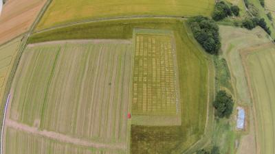 Aerial view of a crop mixture trial investigating the interaction between barley crop diversity and weed performance.