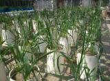 An image of wheat plants growing in microcosms for assessment of N cycling under alternative fertilisation